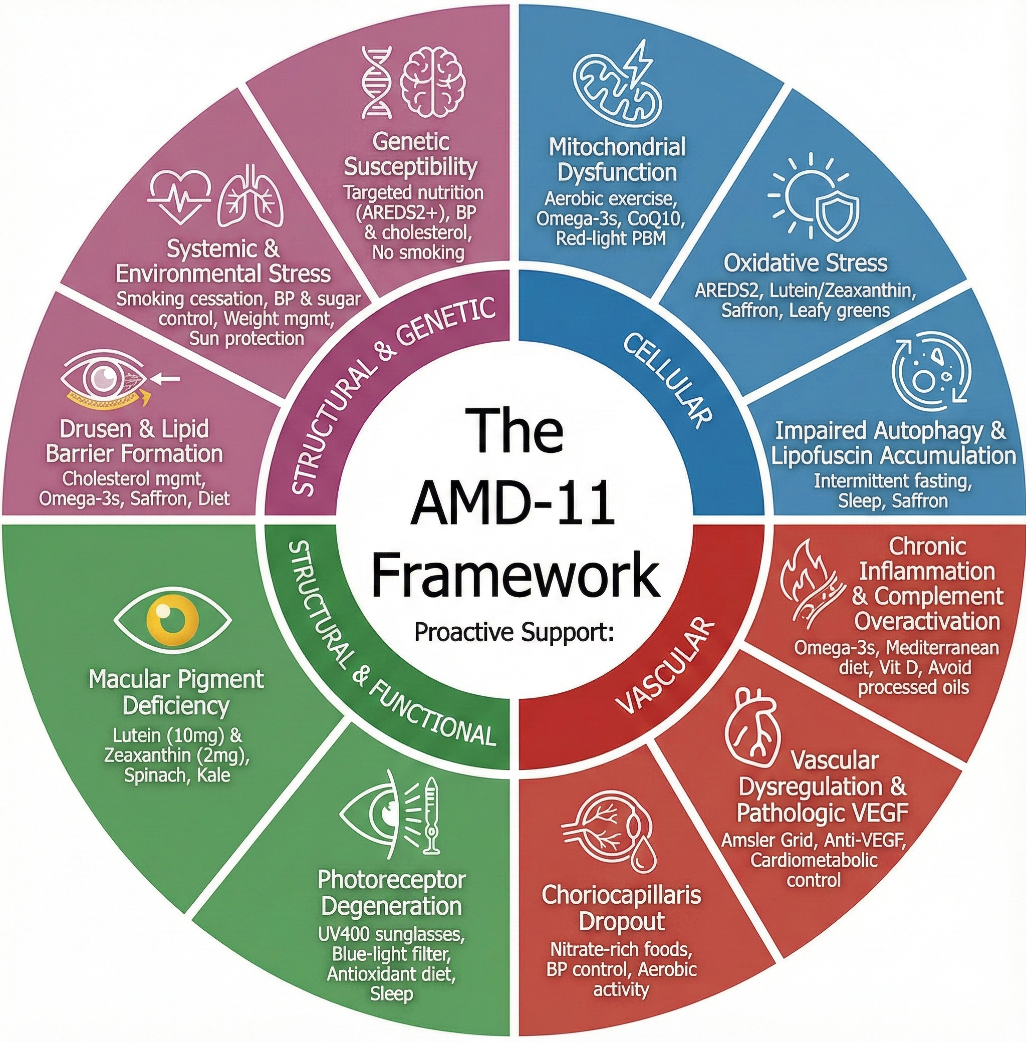 A New Comprehensive Model of AMD: The AMD-11 Framework and the Modifiable Pathways That Shape Macular Health