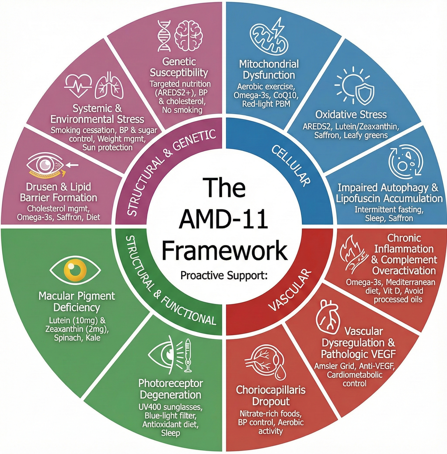 A New Comprehensive Model of AMD: The AMD-11 Framework and the Modifiable Pathways That Shape Macular Health